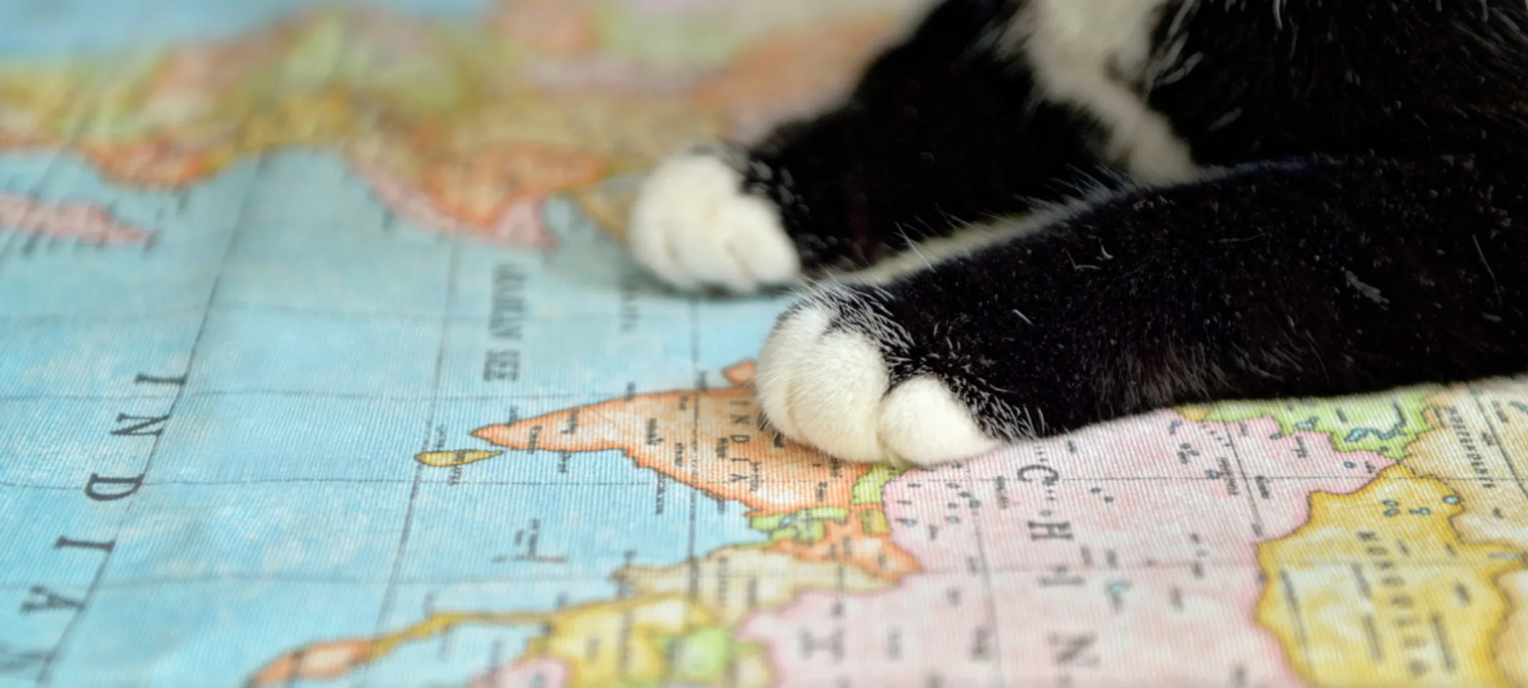 Cat's Paws on a Map Close-Up